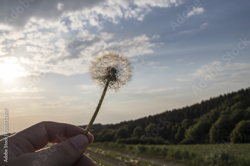 Fototapeta Naklejka Na Ścianę i Meble -  Hand holds a dandelion flower