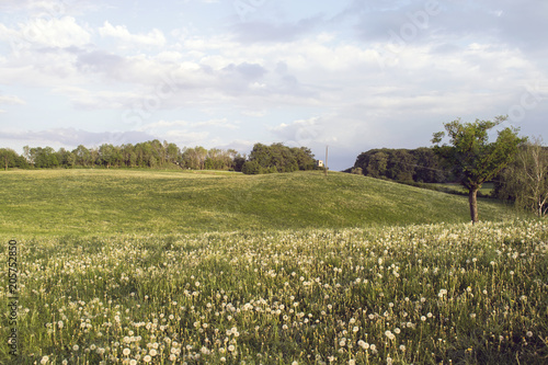 Fototapeta Naklejka Na Ścianę i Meble -  Dandelion farmland during may