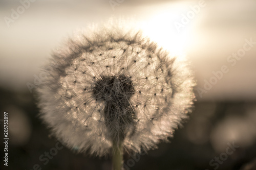 Fototapeta Naklejka Na Ścianę i Meble -  Dandelion field during sunset