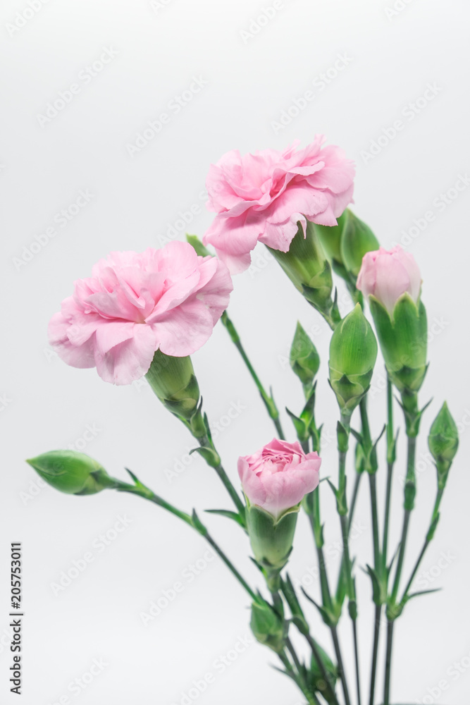 Pink carnations isolated on white background