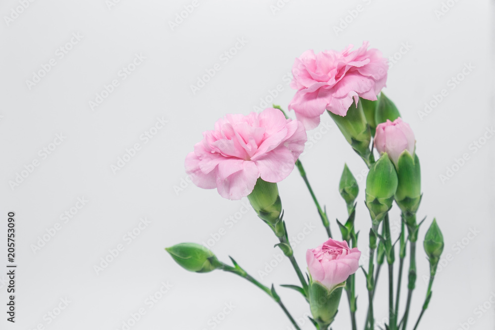 Pink carnations isolated on white background Pink carnations isolated on white background