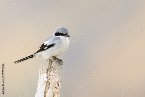 Loggerhead Shrike photo