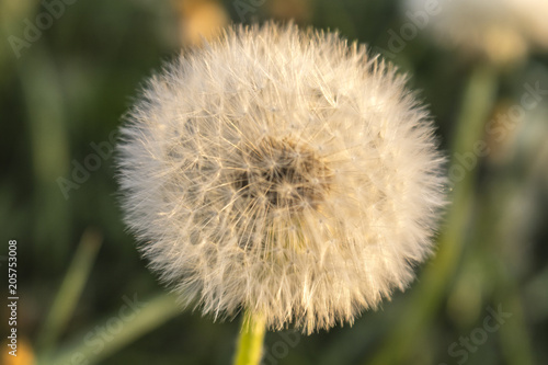 Fototapeta Naklejka Na Ścianę i Meble -  Dandelion field during sunset