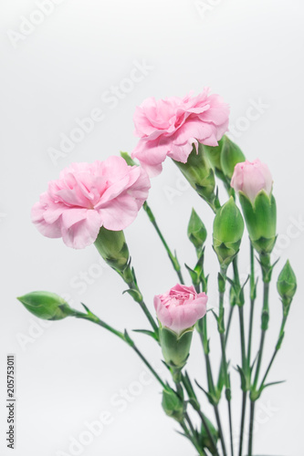 Pink carnations isolated on white background © aunyaluck