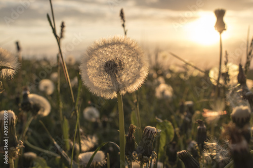Fototapeta Naklejka Na Ścianę i Meble -  Dandelion field during sunset