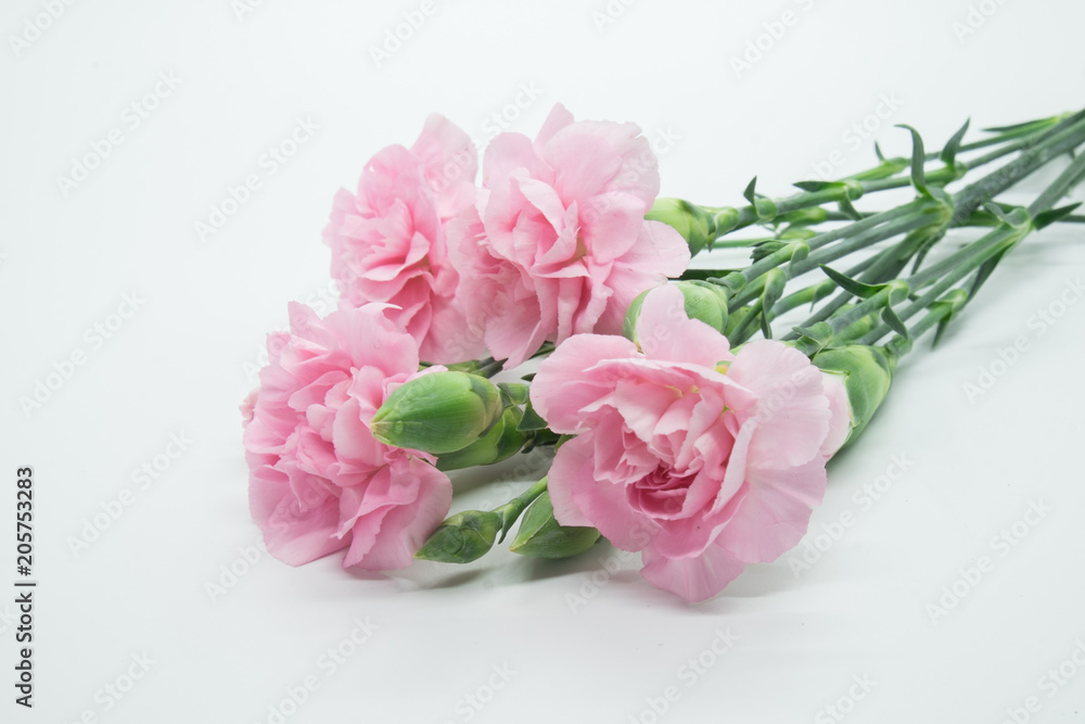 Pink carnations isolated on white background Pink carnations isolated on white background