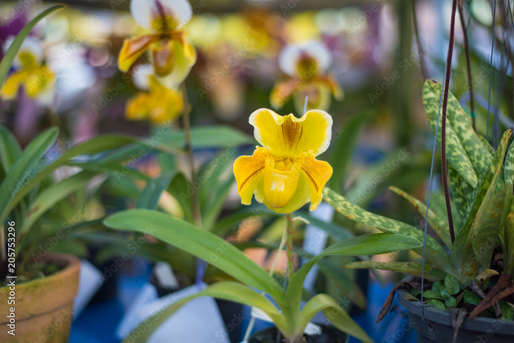Obraz premium Lady's Slipper orchid flower ( Paphiopedilum ) yellow colour in the garden