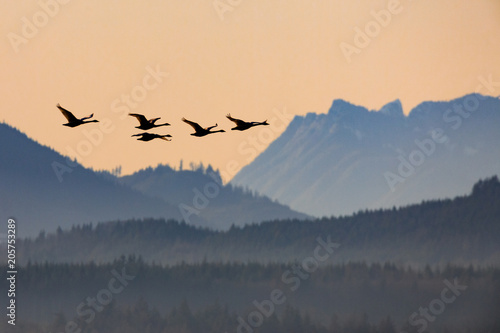 Photos Trumpeter Swans at Sunset