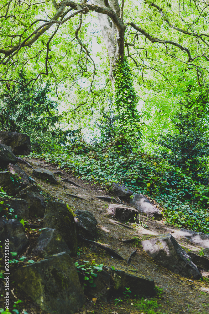 detail of wood with tall green trees, ivy and rocks with moss detail of wood with tall green trees, ivy and rocks with moss