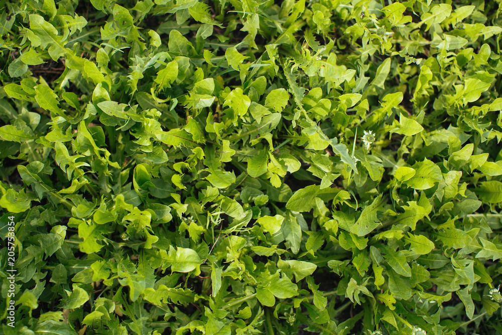 Obraz premium Greenery grass texture close-up.