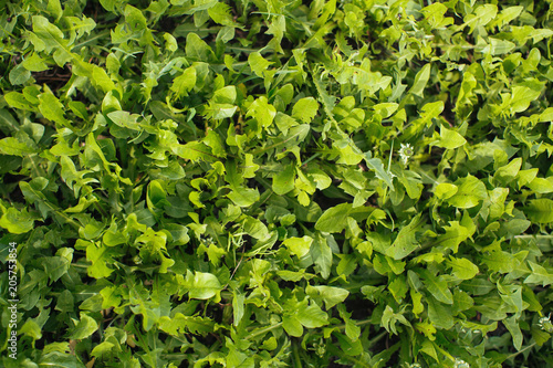 Greenery grass texture close-up. © De Visu