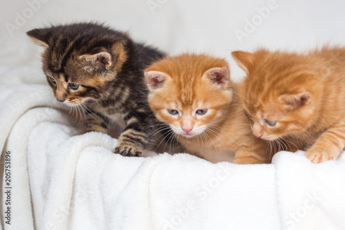 Trio de chatons