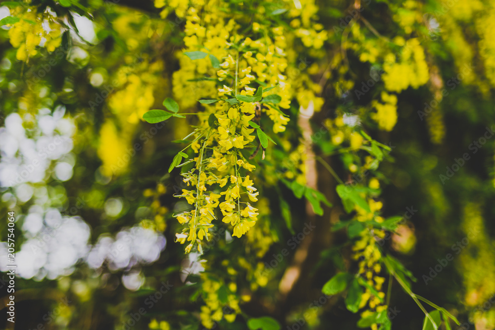 Beautiful yellow blooming tree Laburnum Voisii Golden Rain