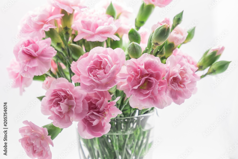 Pink carnations isolated on white background Pink carnations isolated on white background