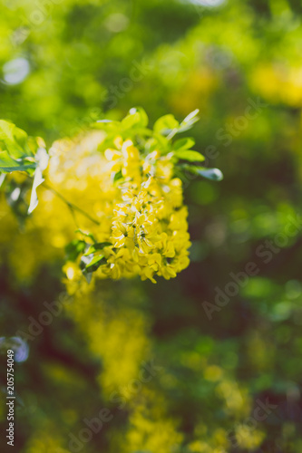 Beautiful yellow blooming tree Laburnum Voisii Golden Rain