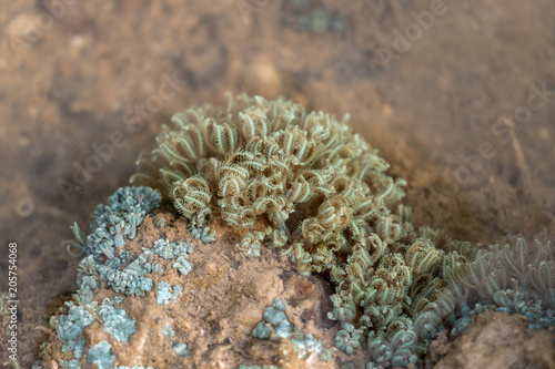 Sea anemones are a group of marine,Sea anemones are classified in the phylum Cnidaria, class Anthozoa, subclass Hexacorallia for education. photo