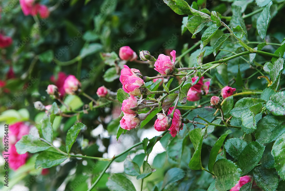 Beautiful pink roses climbing on a wall in summer Beautiful pink roses climbing on a wall in summer