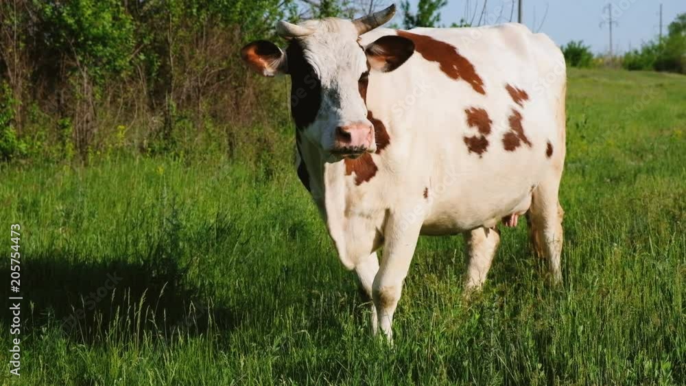 Cow grazing in a sunny day. Animal eating grass. 4k
Cow grazing in a sunny day. Animal eating grass. 4k