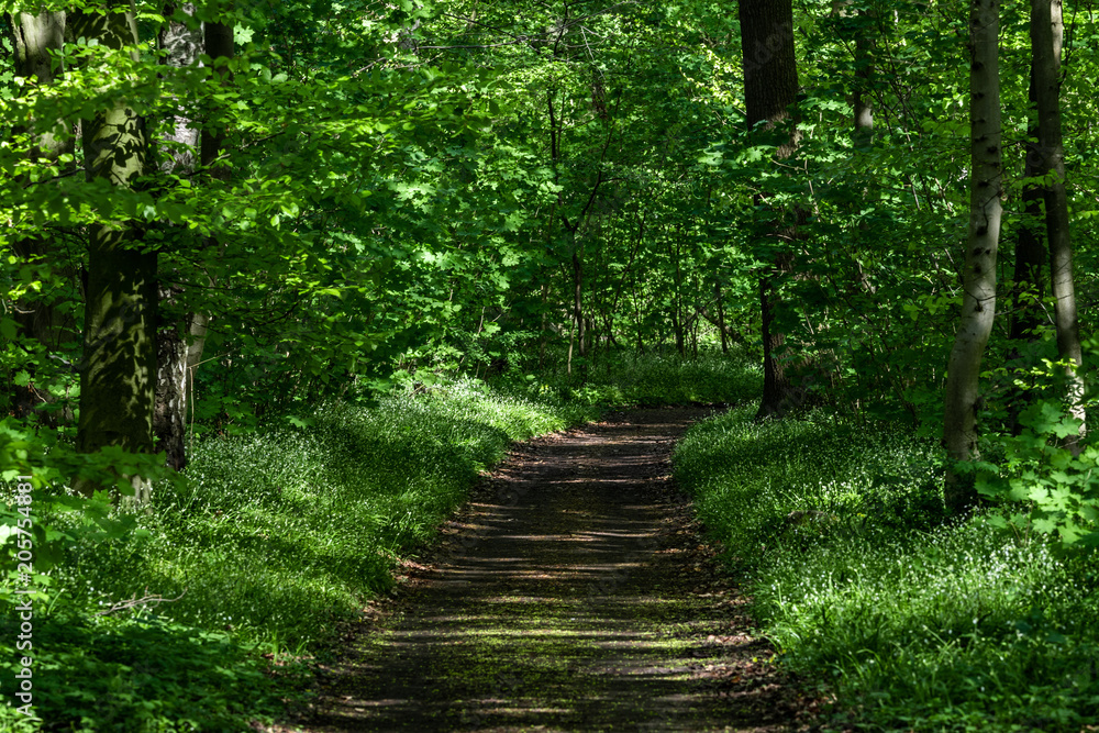 Obraz premium Einsamer Waldweg
