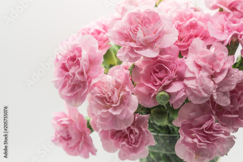 Wallpaper Mural Pink carnations isolated on white background Torontodigital.ca