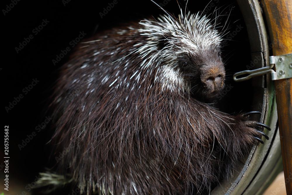 Portrait of common North American porcupine (Erethizon dorsatum), New World porcupine family. Stock Photo | Adobe Stock Portrait of common North American porcupine (Erethizon dorsatum), New World porcupine family. Stock Photo | Adobe Stock