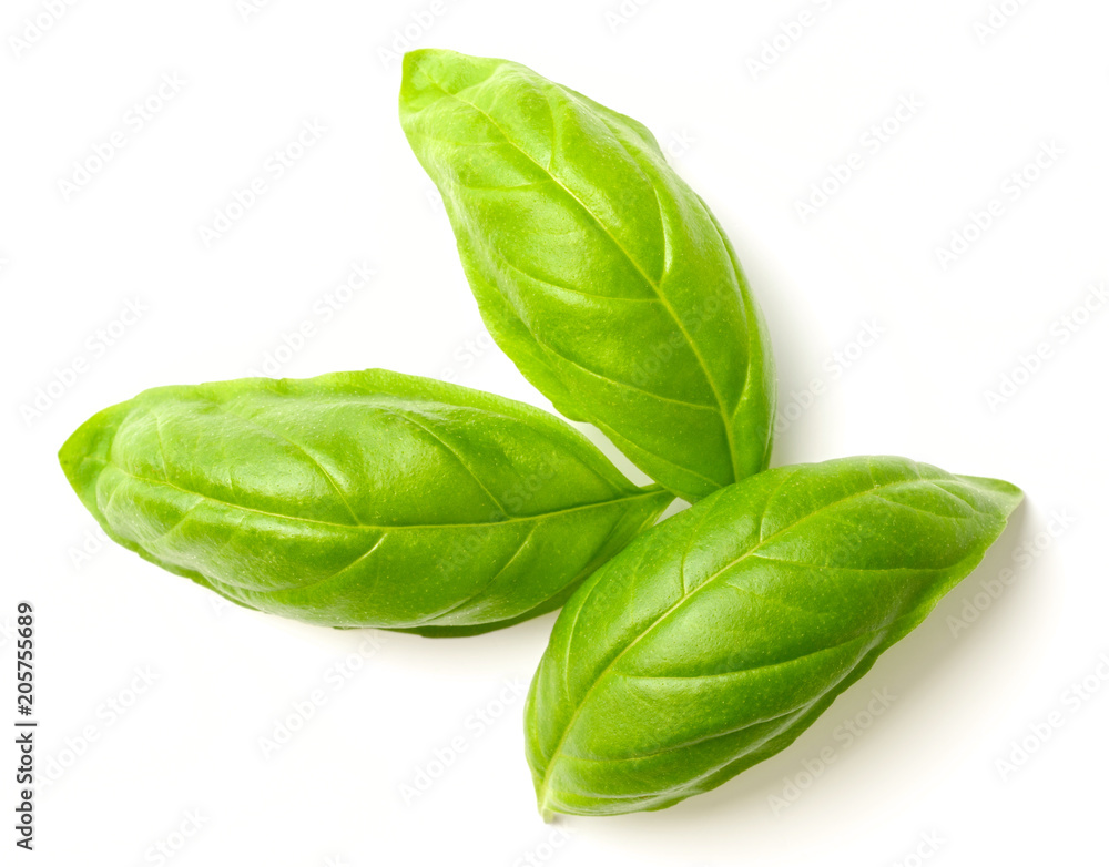 Fototapeta premium fresh basil leaves isolated on white