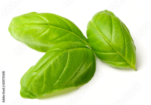 fresh basil leaves isolated on white