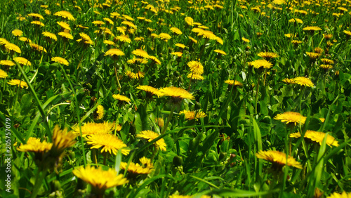 Yellow dandelions on the lawn in the Park.