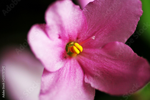 Violet flower close up.