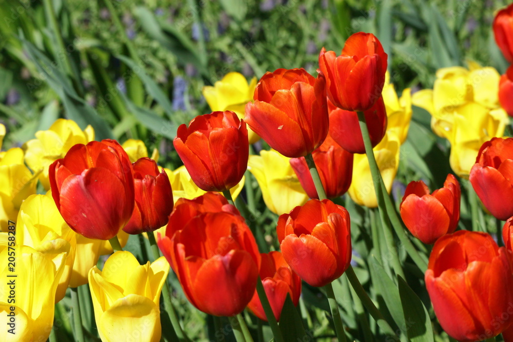 Red and yellow tulip flowers in the park, Netherlands