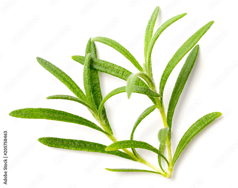 fresh rosemary isolated on white fresh rosemary isolated on white