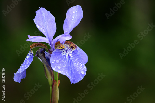 Fototapeta Naklejka Na Ścianę i Meble -  Iris sibirica macro photo