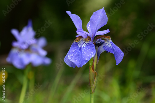 Fototapeta Naklejka Na Ścianę i Meble -  Iris sibirica macro photo