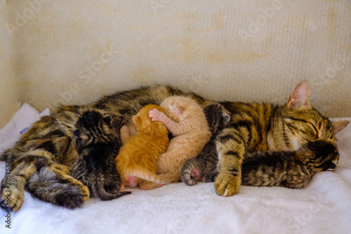 Chat tigré (femelle) qui allaite des chatons nouveau nés. photo