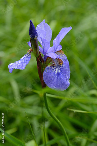 Fototapeta Naklejka Na Ścianę i Meble -  Iris sibirica macro photo