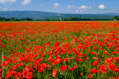 Champ de coquelicots en Provence. Massif du Luberon et Village de Lacoste en arri  re plan. France.