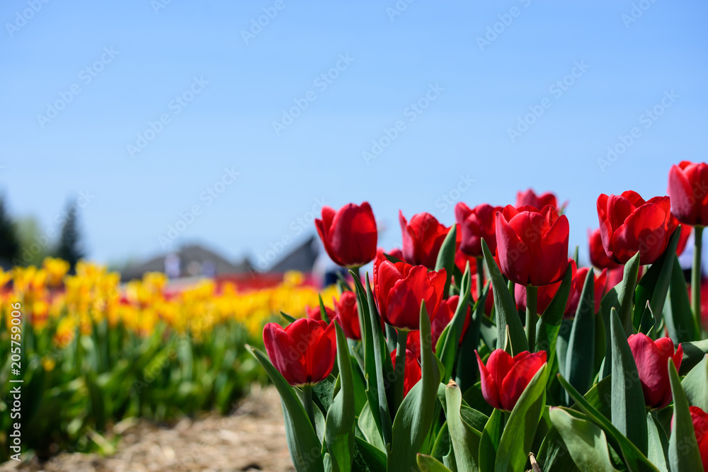 Red tulips in tulip field with field of colorful rainbow colored tulips in background with yellow and orange tulips scenic landscape photography Red tulips in tulip field with field of colorful rainbow colored tulips in background with yellow and orange tulips scenic landscape photography