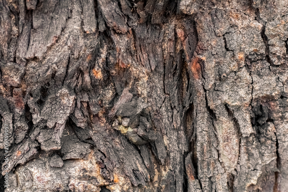 Gnarl tree closed up to creative texture and pattern for design and decoration isolate on background.Copy space. Gnarl tree closed up to creative texture and pattern for design and decoration isolate on background.Copy space.