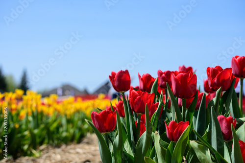 Red tulips in tulip field with field of colorful rainbow colored tulips in background with yellow and orange tulips scenic landscape photography