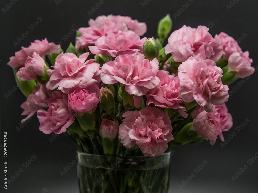 Pink carnations isolated on black background