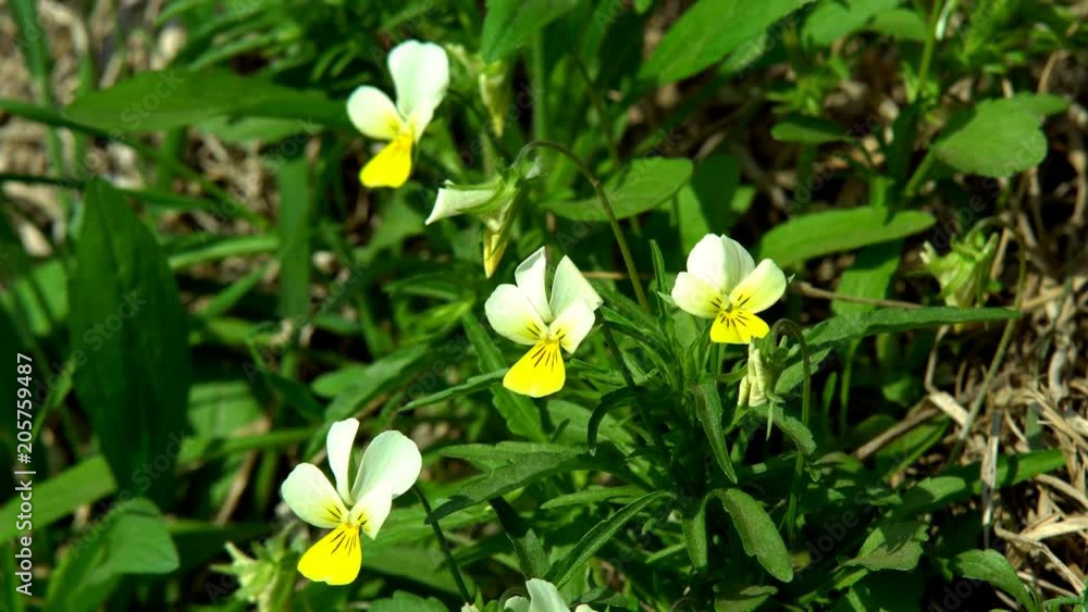 Nature of summer, flower field, wild flower meadow, Wild flowers of camomile close-up. Video for background, nature Nature of summer, flower field, wild flower meadow, Wild flowers of camomile close-up. Video for background, nature