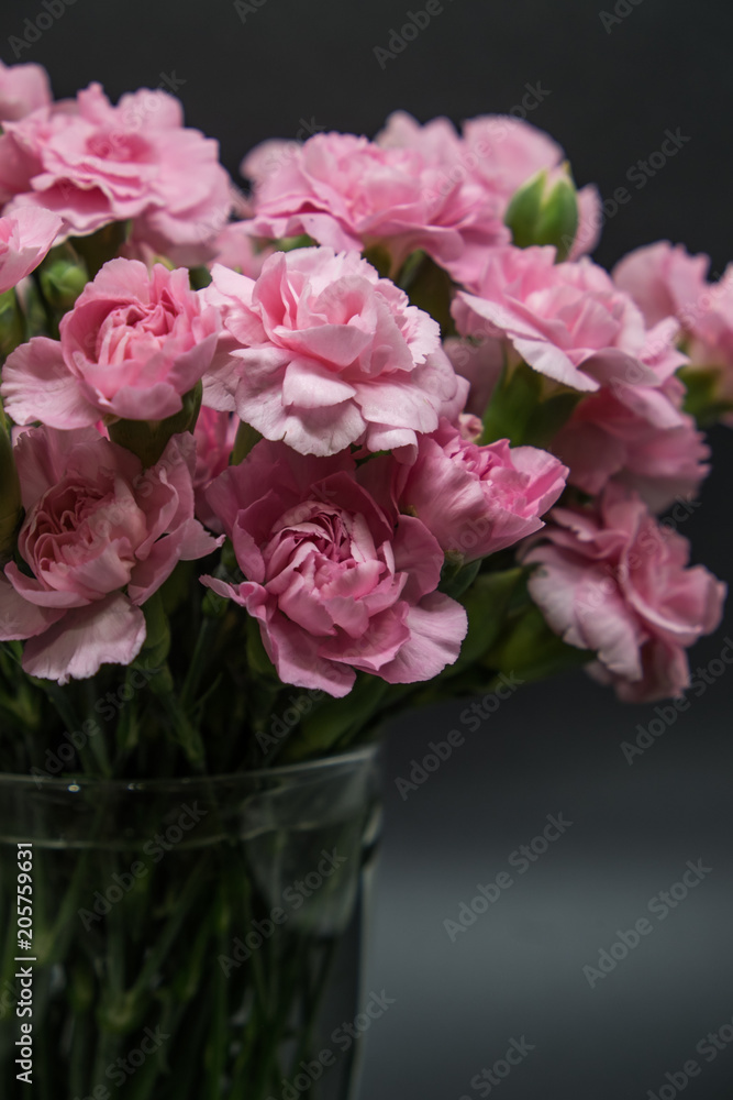 Pink carnations isolated on black background