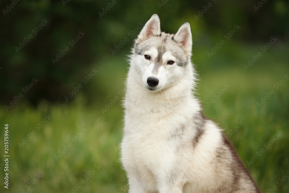 beautiful portrait of a Siberian husky dog on green grass