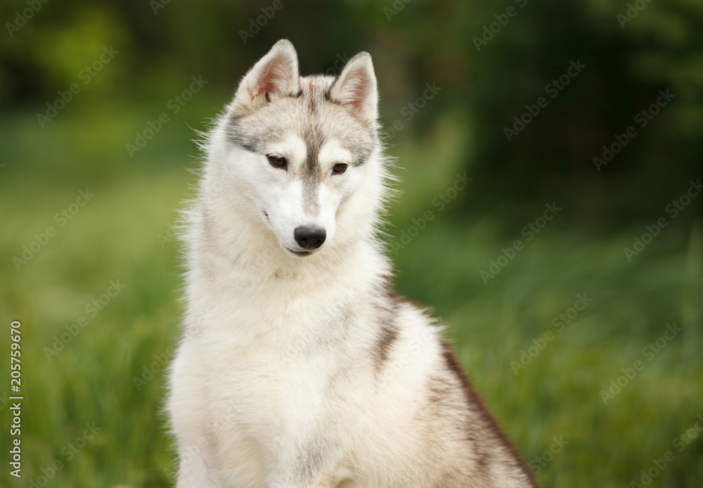beautiful portrait of a Siberian husky dog on green grass