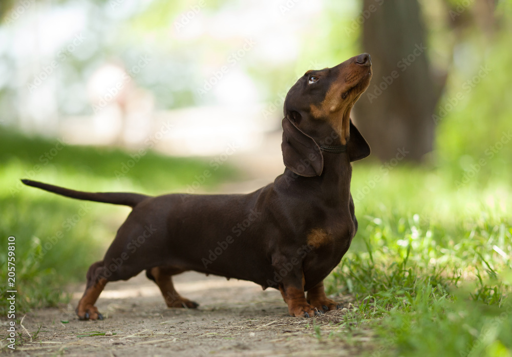 Little hound top