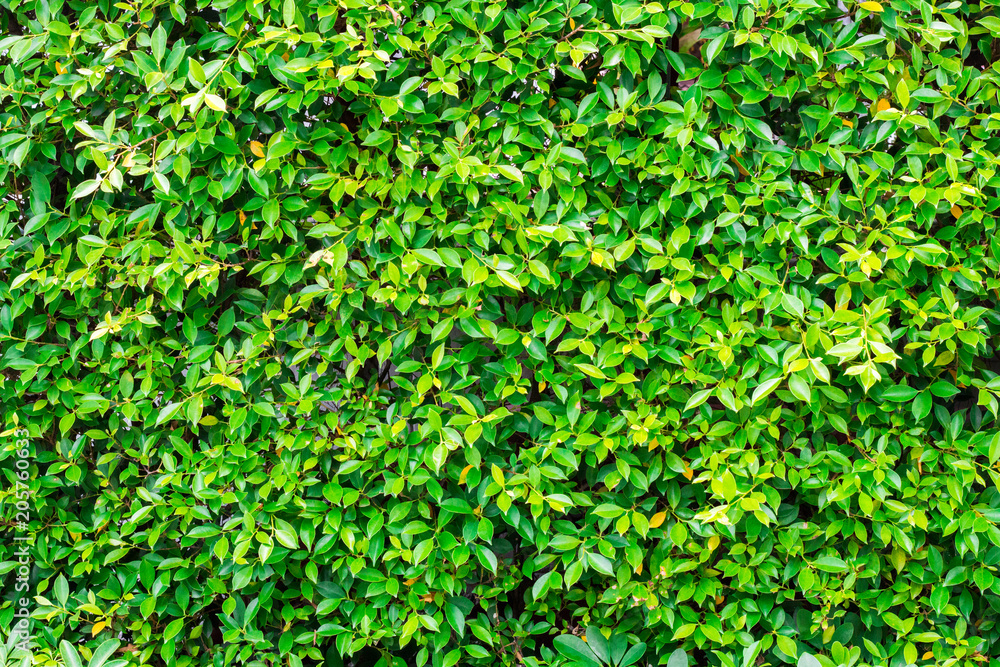 Small leaves to creative texture and pattern for design and decoration isolate on background.Copy space.Clipping path Small leaves to creative texture and pattern for design and decoration isolate on background.Copy space.Clipping path