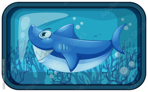 A Kappy Shark in the Aquarium