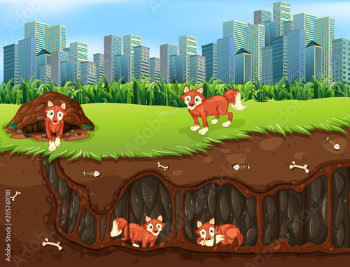 A Fox Family Living Underground