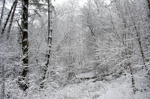 trees covered with snow in the forest