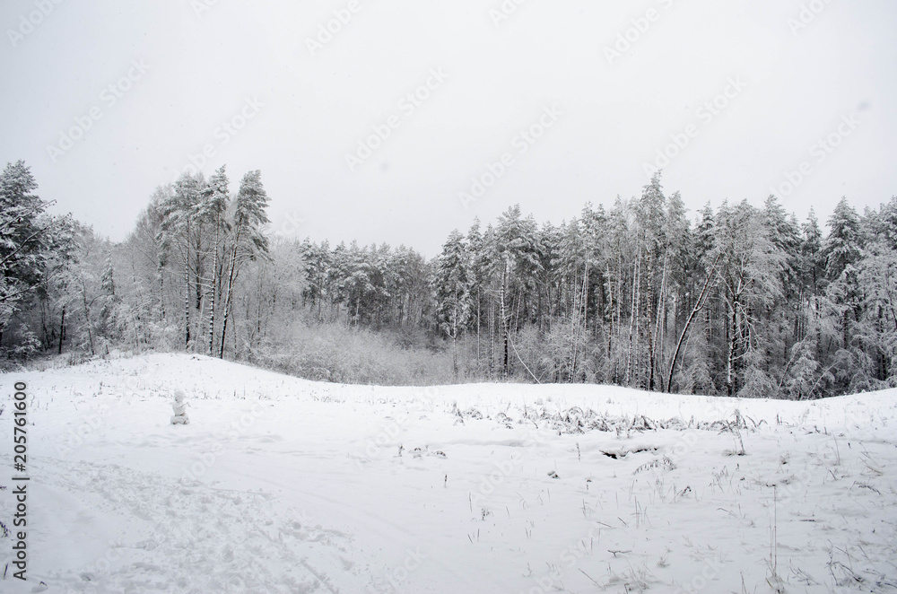 Fototapeta premium in a snow-covered forest in winter